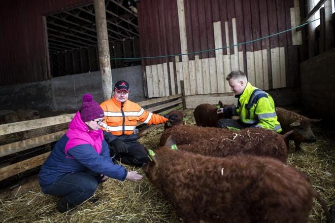 Tarja ja Ari Ranta ja heidän poikansa Markus Ranta ryhtyivät vuosi sitten totissaan pohtimaan villasikojen ottamista. Tänä syksynä unelmasta tuli totta. KUVAT: MATTI HAUTALAHTI