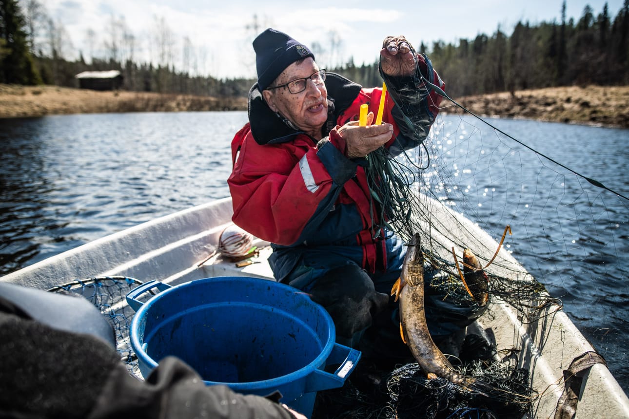 Esko Lehtonen kokee verkkoa Oulankajoella. Saaliiksi tulee haukea, eli juuri sitä, mitä kaivataankin.