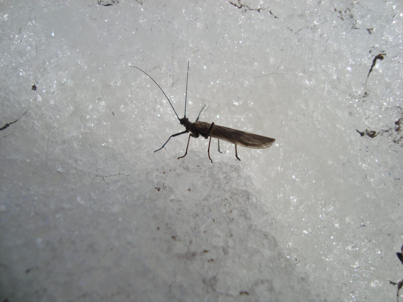 Tässä on kevään merkki, joka lämmittää oulun seudulla asuvan mieltä.