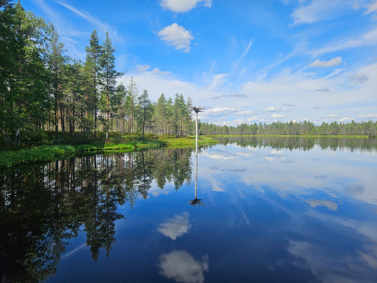 Niinimaan Paskalammen puu heinäkuussa 2026.