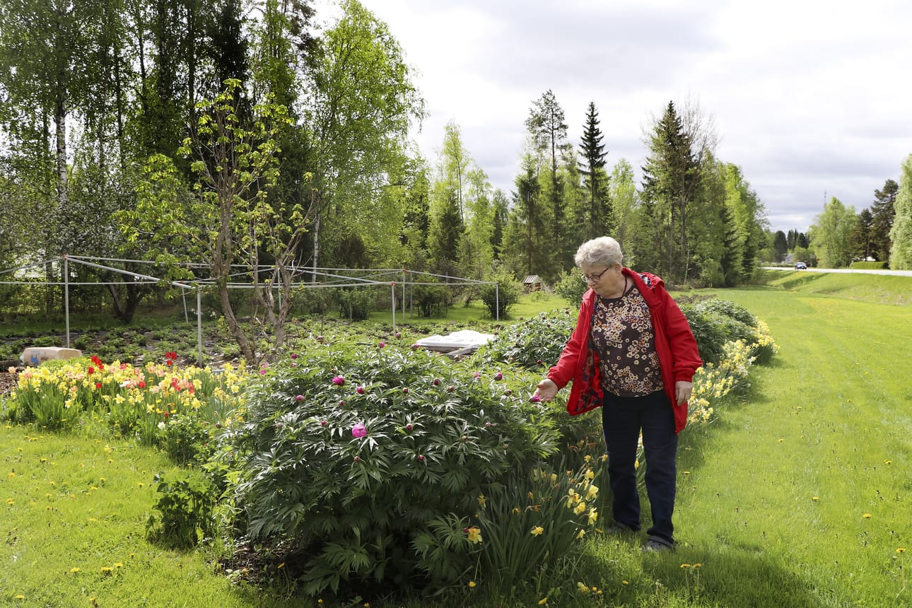 Innostuksen puutarhatöihin, kuten myös kukat, Ella Komssi sai alkujaan äidiltään.