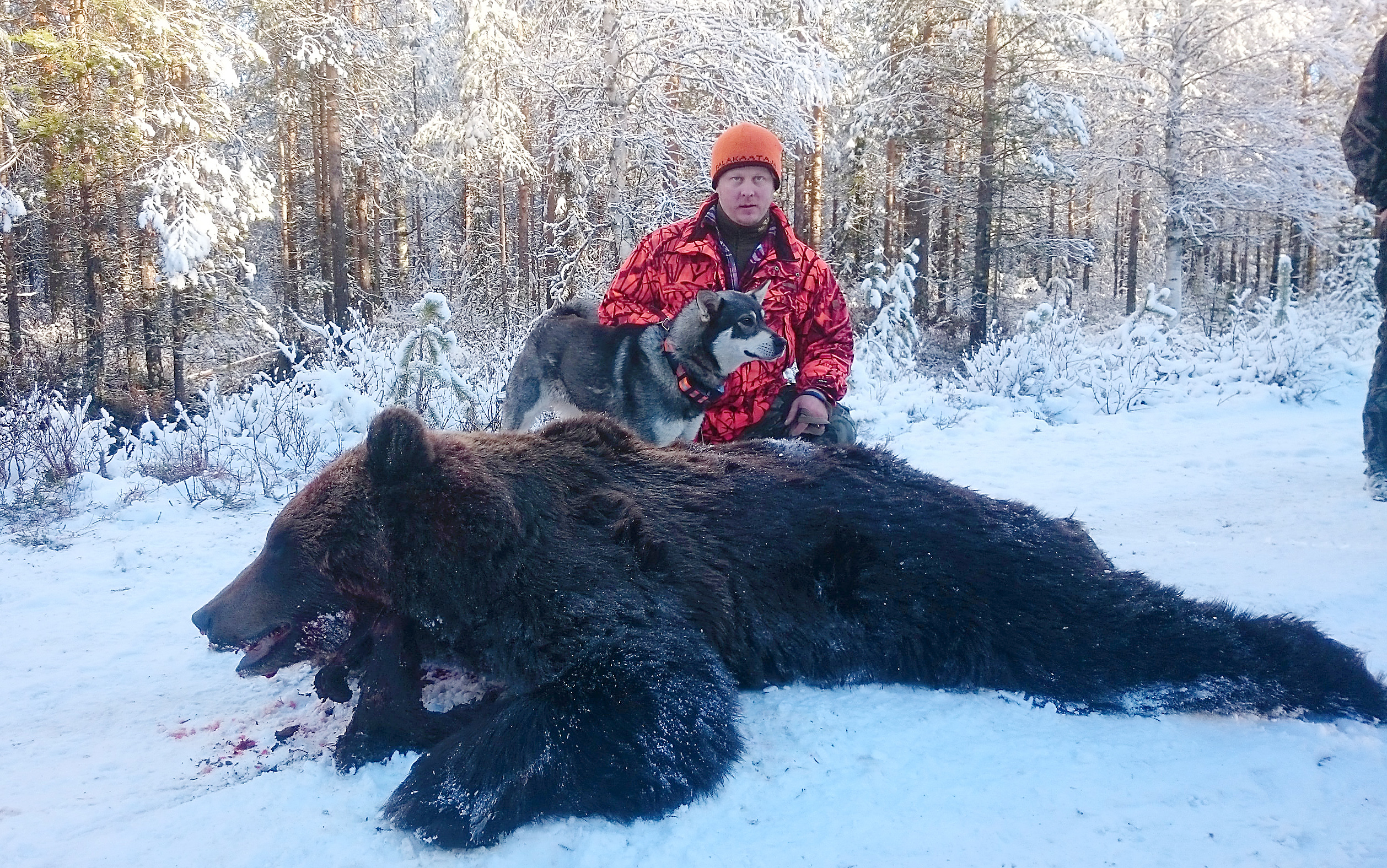 Puhoksella lähellä Taivalkosken rajaa kaatuneen karhun löysi ja nosti liikkeelle Onnivaaran Nasti. Kuvassa yhtä ylpeä isäntä Teemu Moilanen.