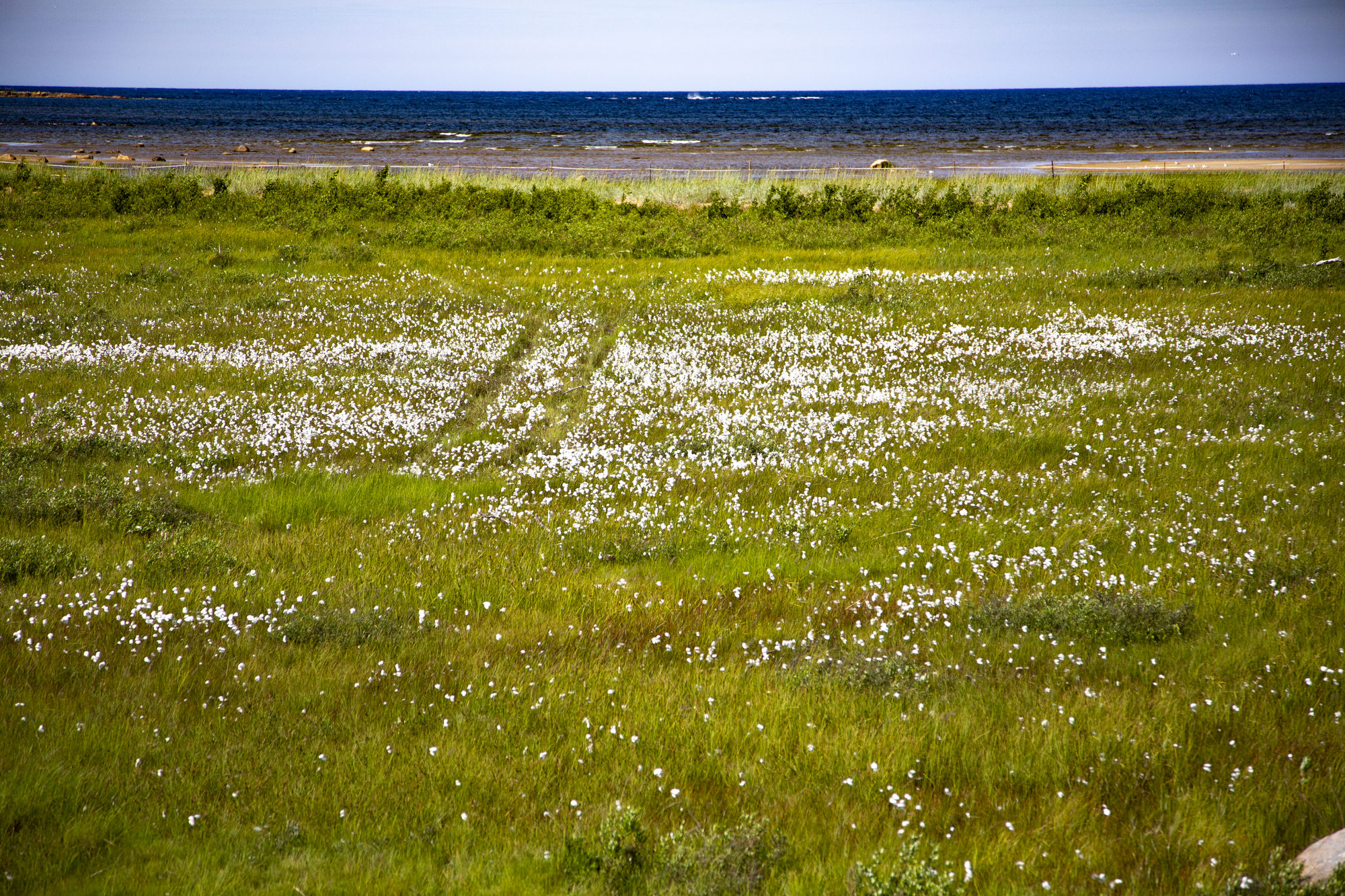 Rantaniittyjen kauneus palkittiin vuoden parhaimpana maisemahankkeena