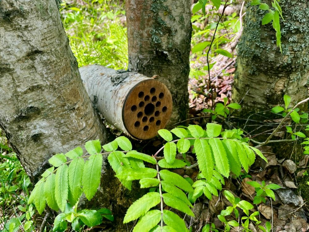 Hyönteishotellia muistuttava koivupölkky toimii kaiuttimen suojana Kollʼješkuätt-äänipolulla.