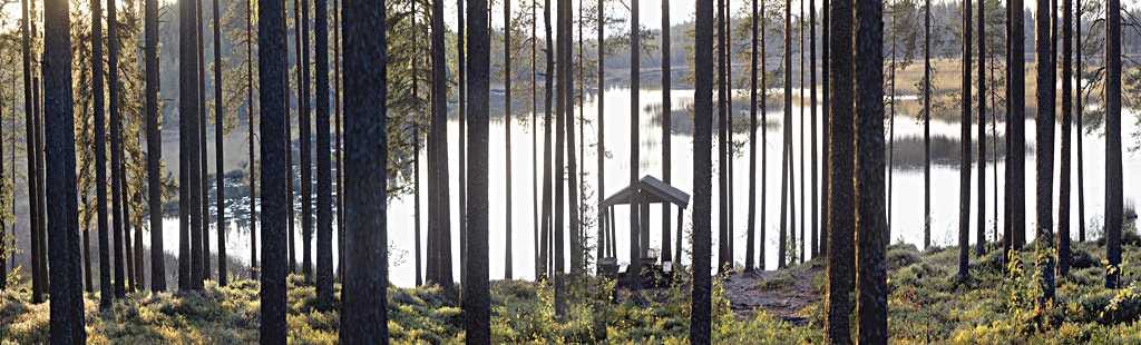 Luontoihmiset haluaisivat suojella Sanginjoen ulkometsän alueen, jonne kaavaillaan hakkuita jo ensi vuonna. Kuva on Kalimen retkeilypolulta.
