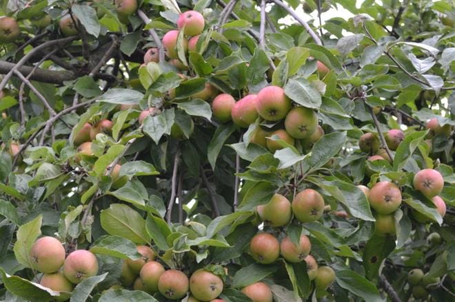 Kaupungin puistoissa olevien omenapuiden sato on vapaasti nautittavissa.