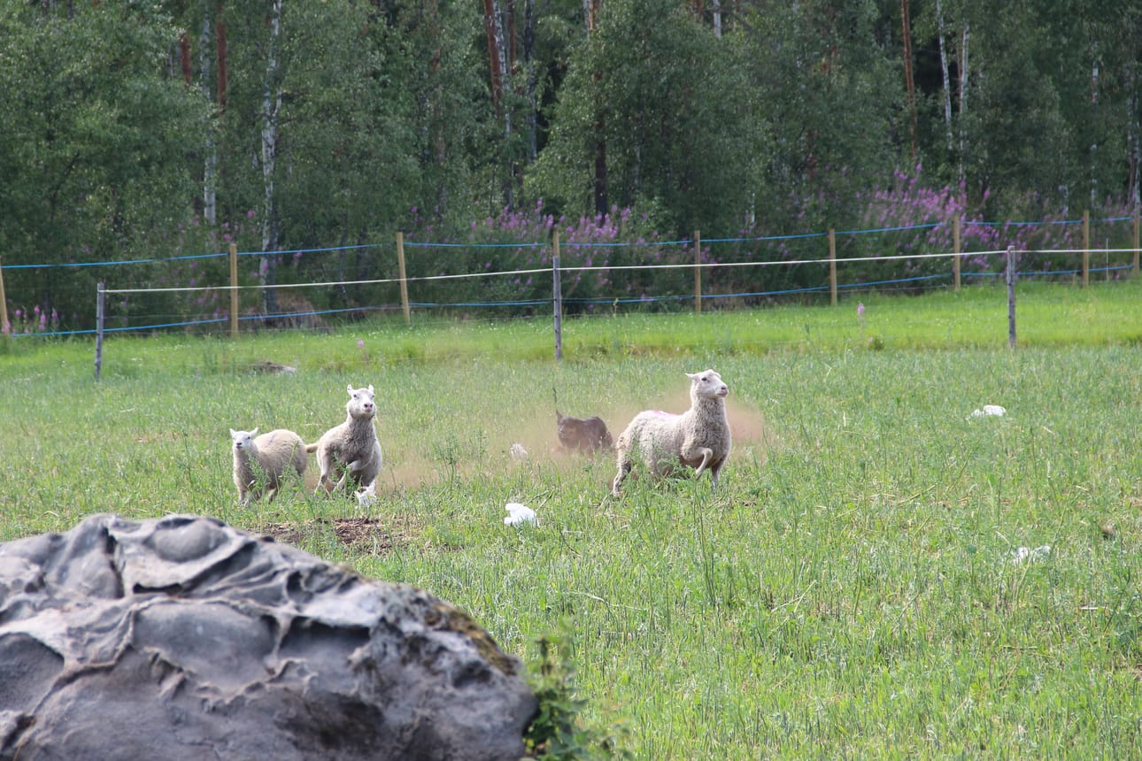Koiran nostaessa lampaat liikkeelle koiran ei tule rynnätä ja säikäyttää lampaita eikä sen tule nostaa liian hitaasti tai tehottomasti.