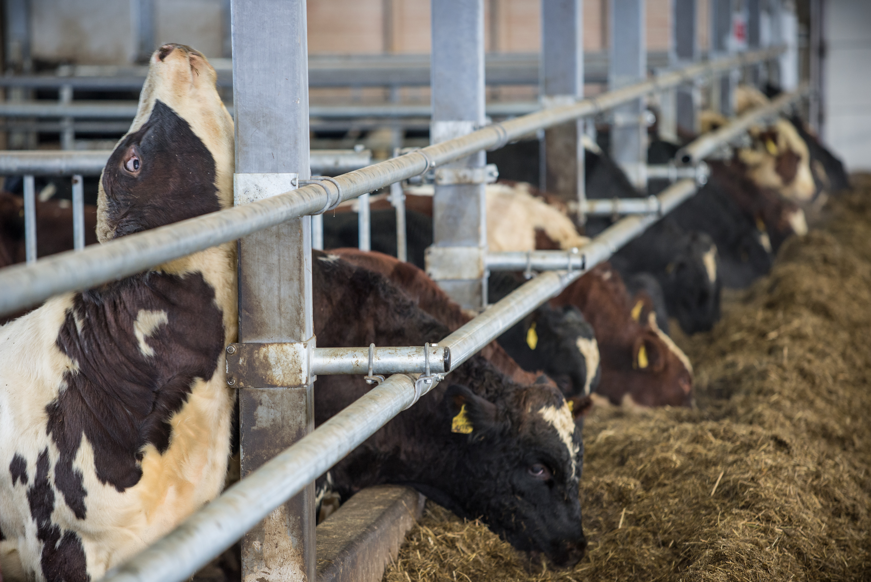 Lihatilojen kannattavuus on kriisissä – MTK:n lihavaliokunta vaatii taloudellista vastuullisuutta koko elintarvikeketjuun