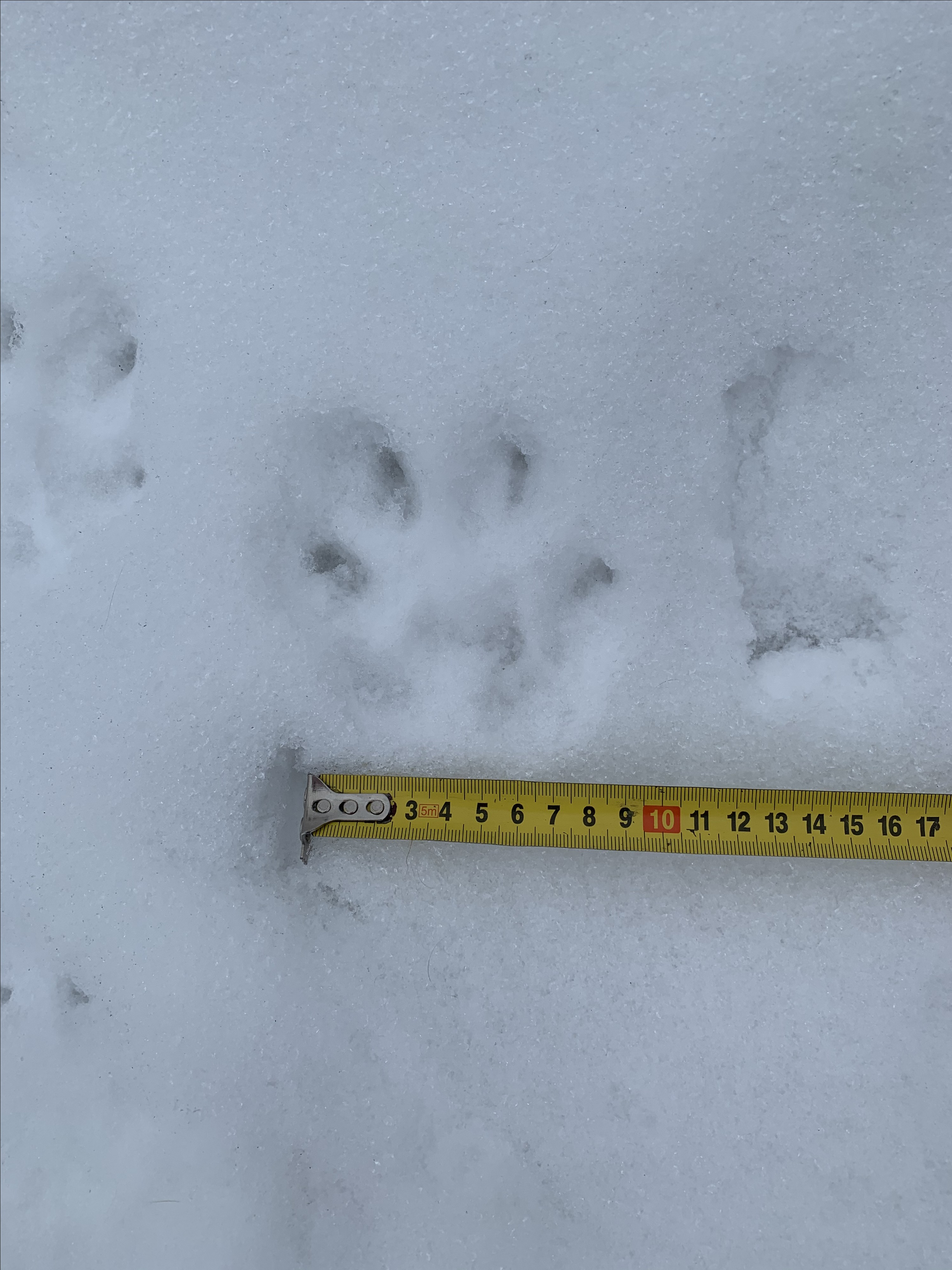 Ilves liikkui Karjasillalla sunnuntaita vasten yöllä ja jätti lumeen isoja tassunjälkiä.