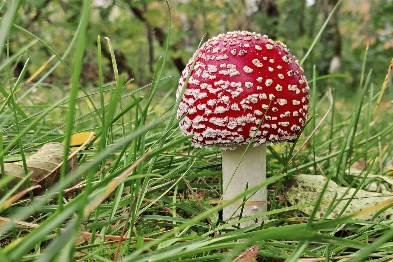 Myrkytystietokeskukseen tulee paljon puheluita punakärpässienistä. Arkistokuva.