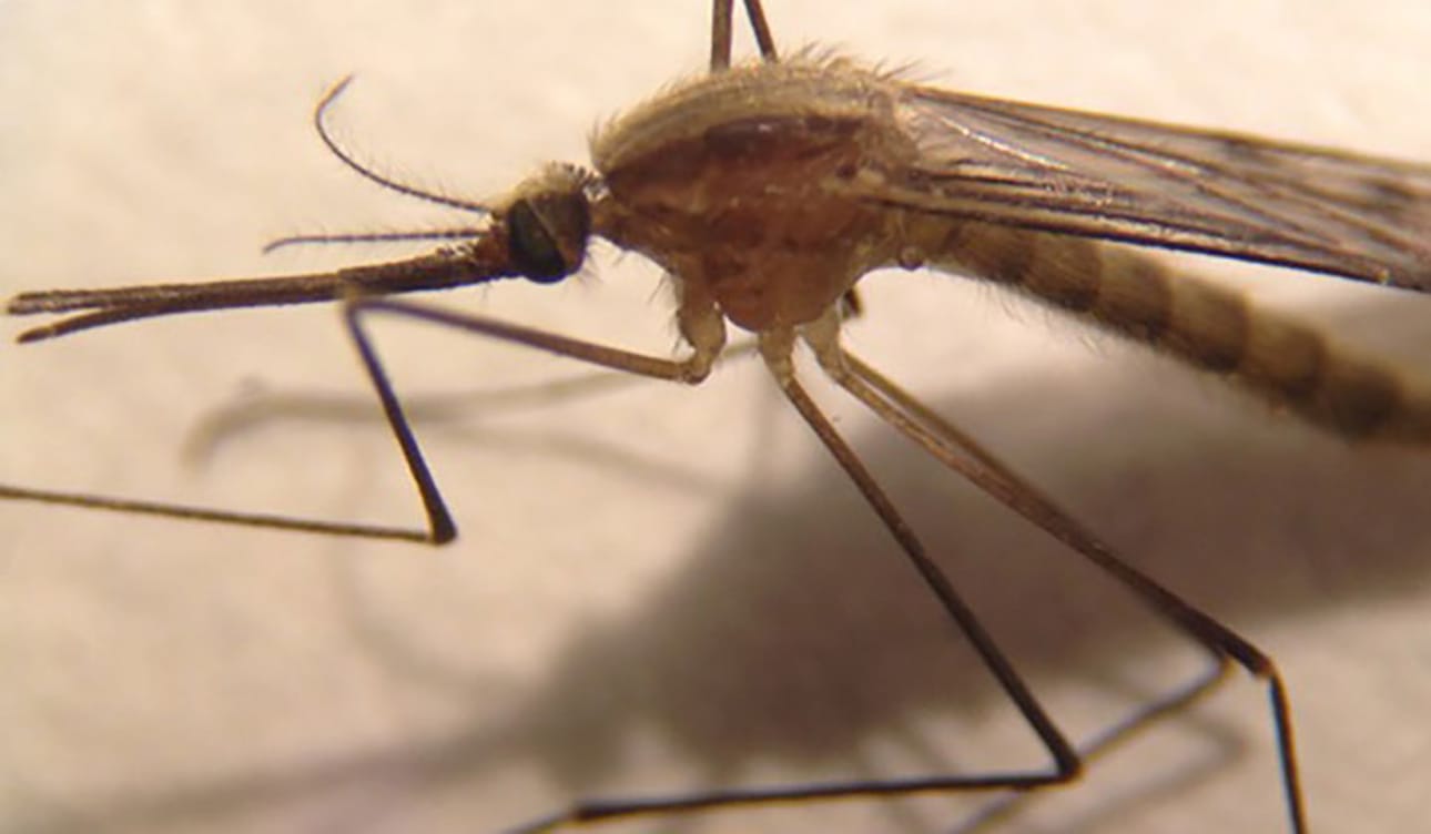 Anopheles daciae -lajiin kuuluvia hyttysiä havaittiin useilta alueilta Suomessa.