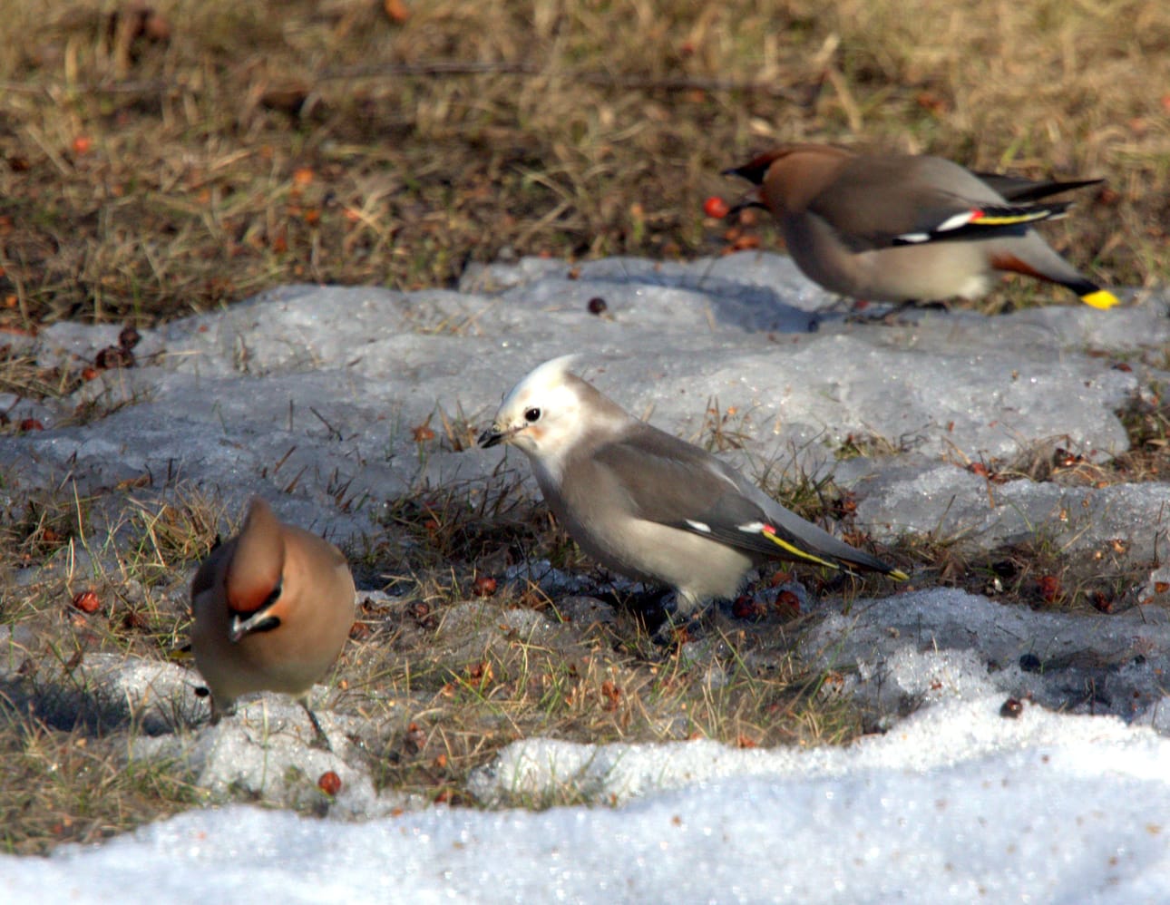 Valkopäätilhi käyttäytyi kuin muutkin tilhiparvessa.