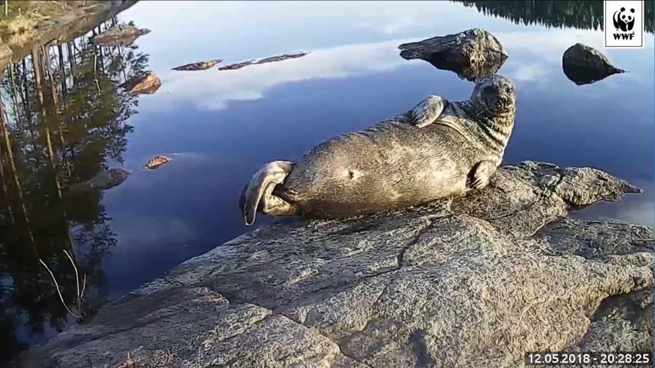 Saimaannorppa Pullervo on noussut suomalaisten suursuosikiksi WWF:n Norppalivessä. Miten käy tänä kesänä, nouseeko Pullervo taas kivelle? Kuvassa Pullervo loikoilee kevätauringossa kaksi vuotta sitten.