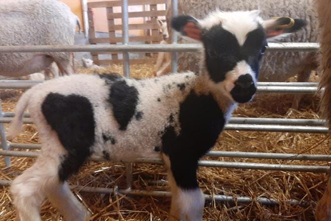 Abbath-karitsan ulkomuoto ihastuttaa somessa. KUVA: SANNI KAITAMÄKI