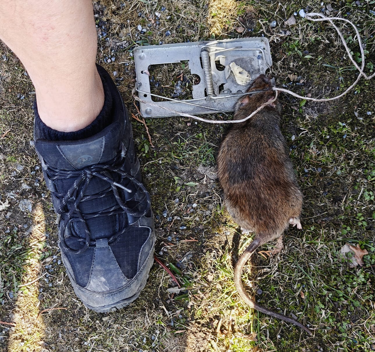 Rotta jäi kiinni pyydykseen omakotitalon pihassa toukokuussa 2025 Vaasan Asevelikylässä.