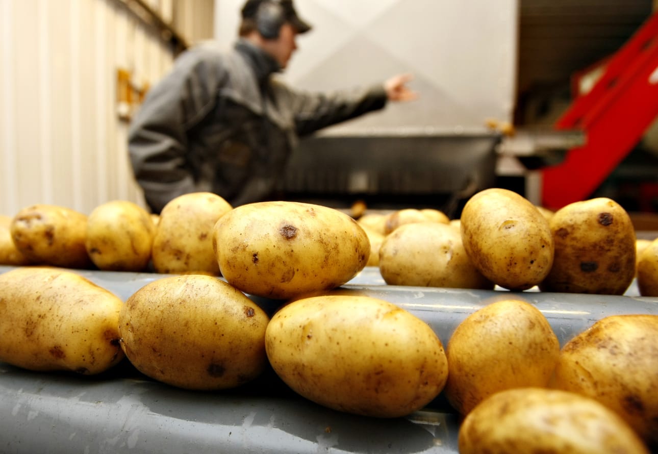 Tyrnävän ja Limingan alue on korkealaatuisen siemenperunan tuotantoaluetta. Alueen tuottajat joutuisivat suuriin vaikeuksiin, jos perunan vienti Venäjälle tyrehtyisi.