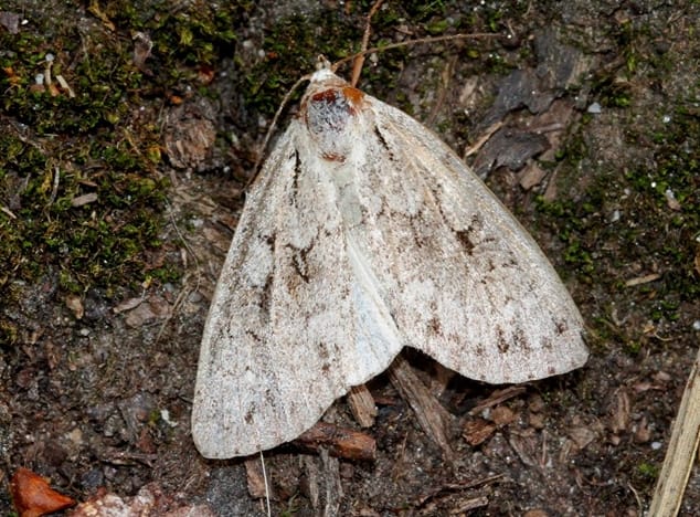 Kulunut vaaleaharmoyökkönen Sanginjoen metsässä 05.08.2017, vanhan kuusen tyvellä. Noin neljän senttimetrin kokoinen perhonen on väritykseltään harmaankirjava.