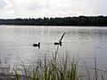 Mahtava lohi Merikosken alakanavasta