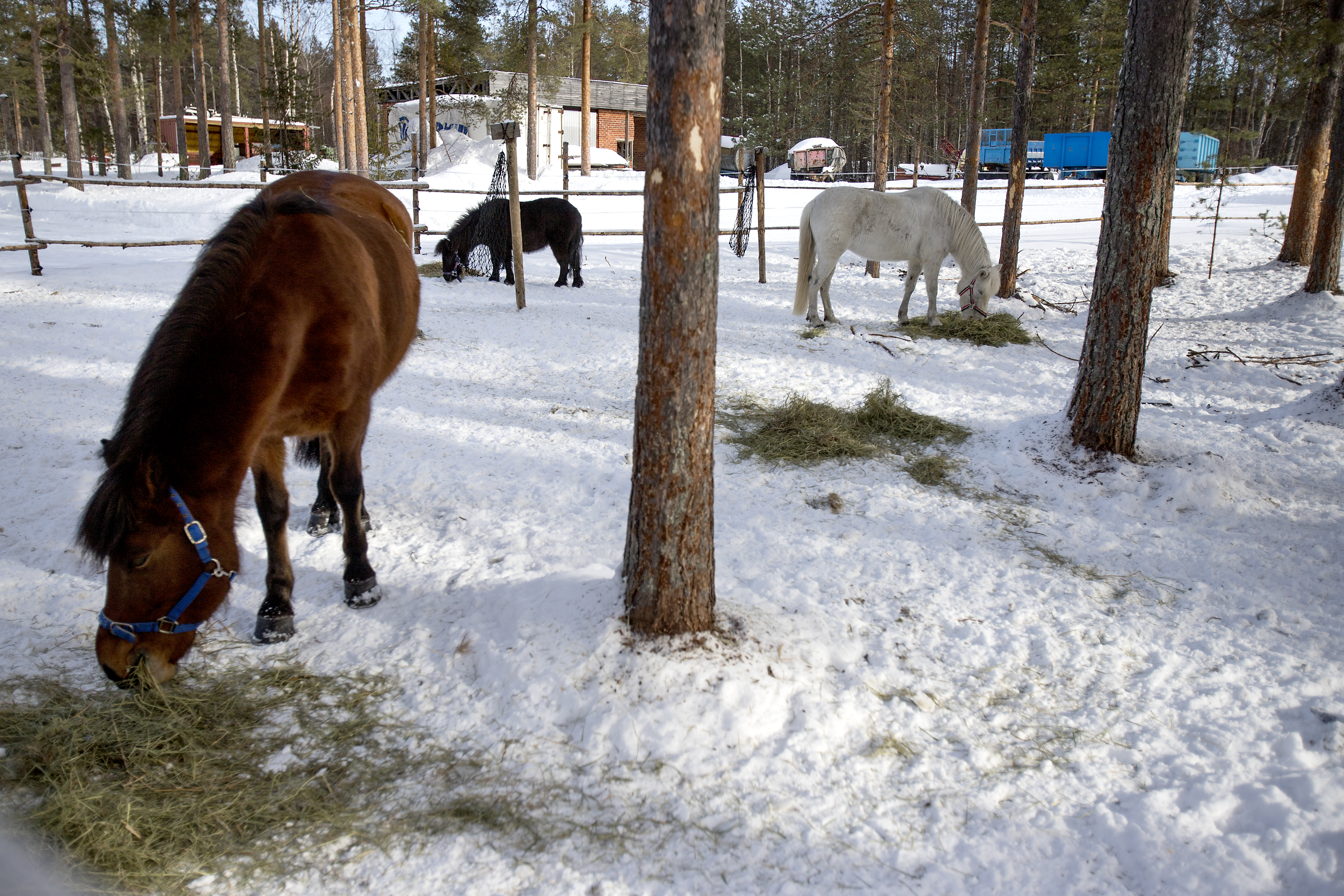Ratsutilan ponihaassa ruokailevat Anna, Minni ja Kózi.