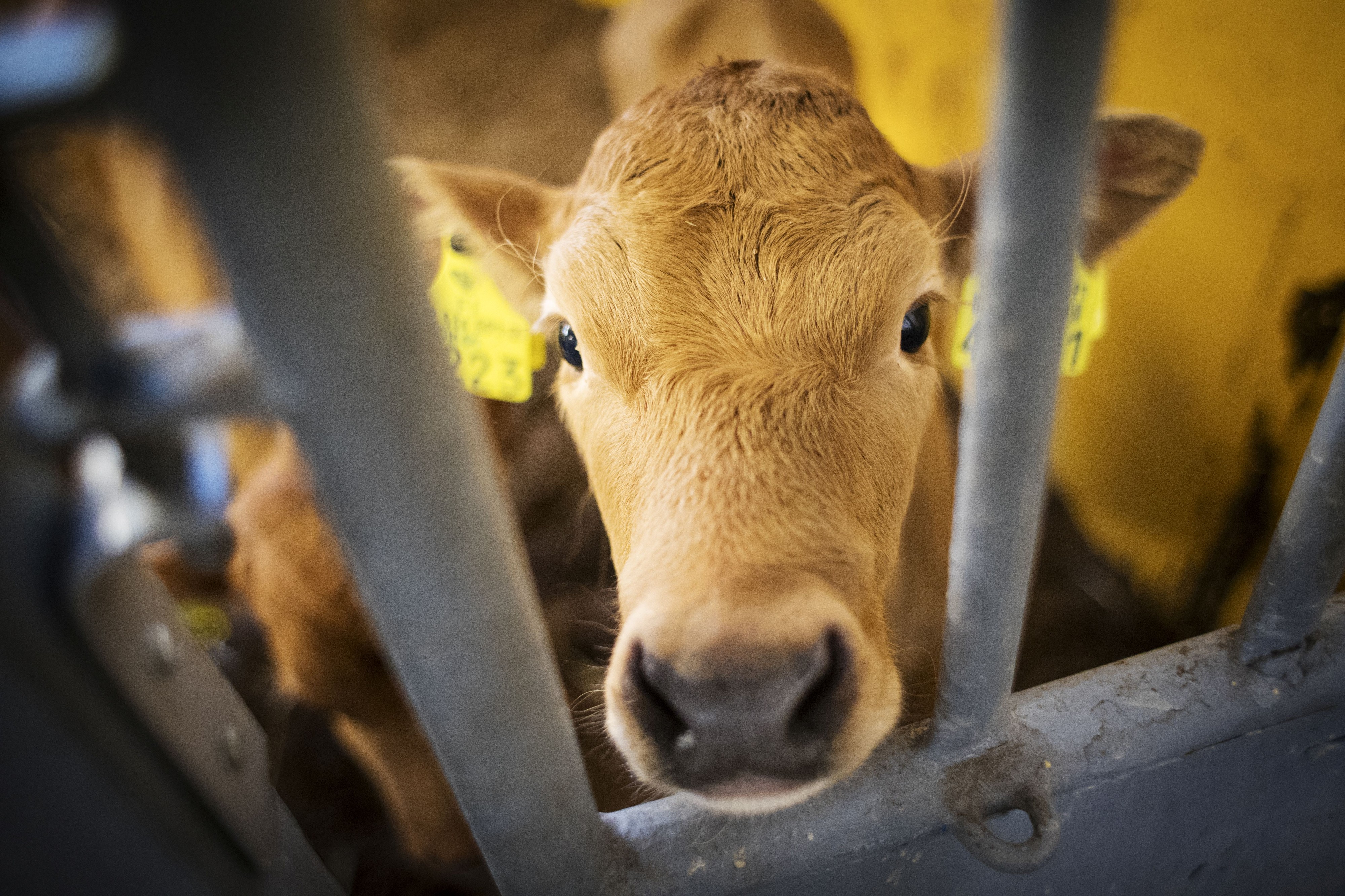 Keskustelu lihansyönnistä käy kuumana. Asiantuntija ei usko lihansyönnin vähenevän ainakaan nopeasti.