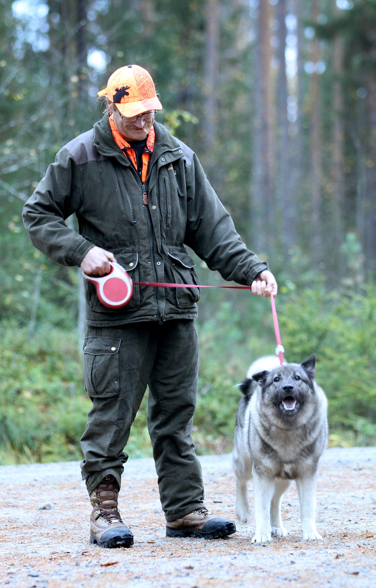 Norjanharmaahirvikoira Jaro ja isäntänsä Voitto Maijala ovat odottaneet hirvenpyynnin aloitusta molemmat yhtä kuumeisesti.