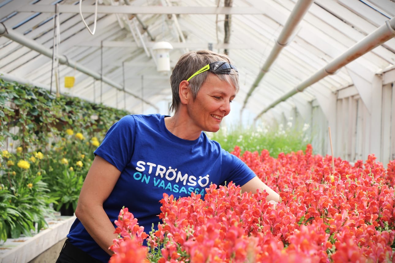 Suunnitteluhortonomi Åsa Enholm kertoo, että kesäkukkia on kasvatettu Vaasan kaupungin puutarhalla monta kuukautta.