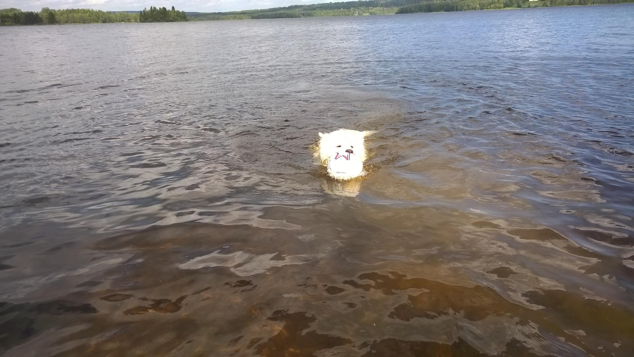 Suiningilla hypättiin uimaan. Lukijan kuva.