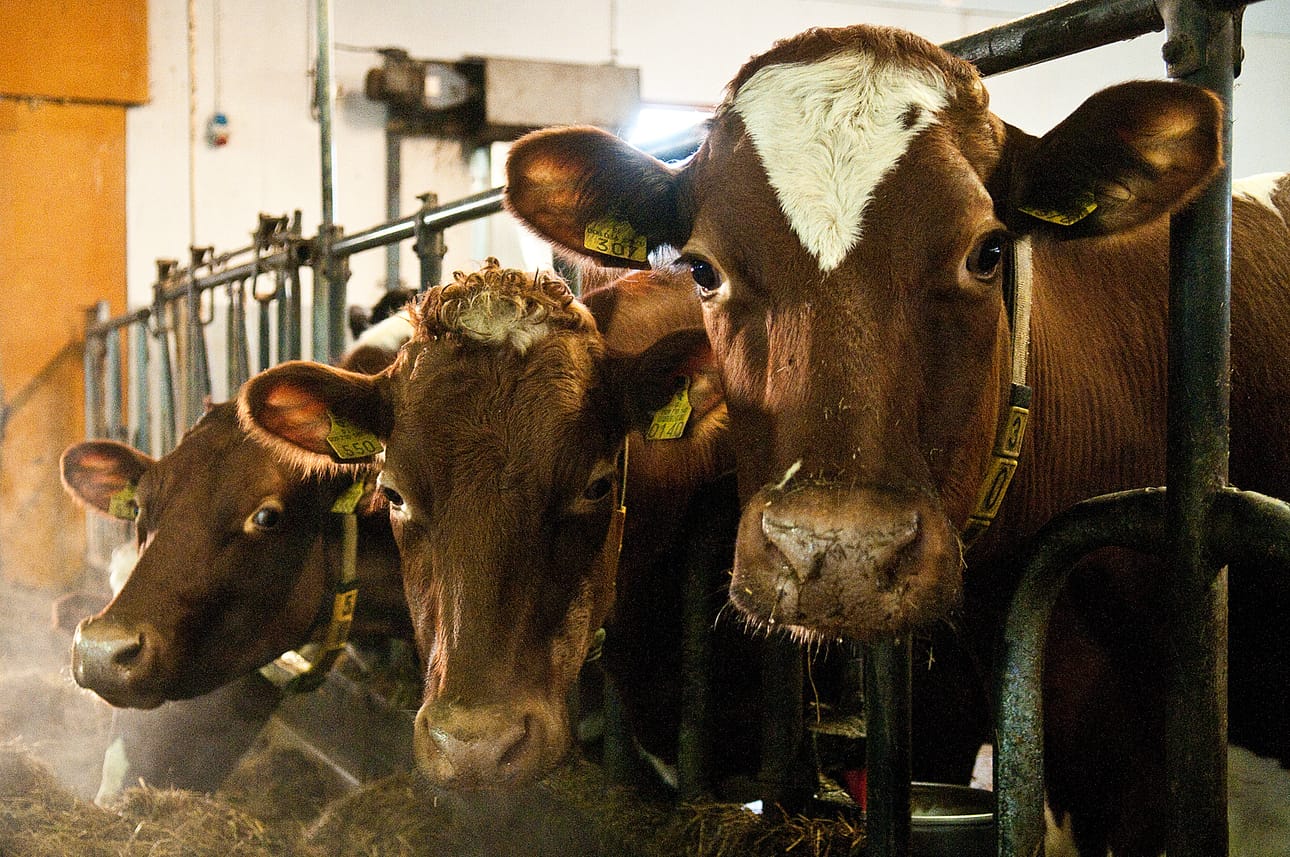 Koillismaan maaseutuhallinnon yhdistyminen Kuusamon alle ei juuri tule näkymään tilallisten arjessa, vaan tuo muutoksia lähinnä kulissien taakse.