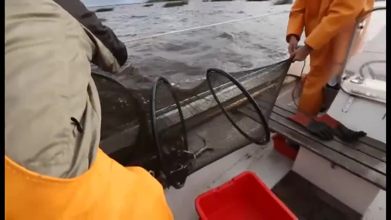Nahkiaisen pyynti