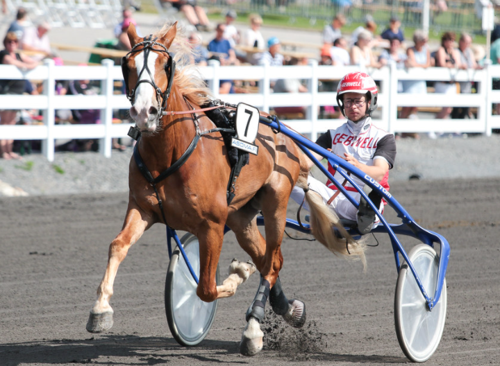 Stallone pyrkii ruunien ruhtinaaksi – raju Ruotsin Don Viking haastaa Ylivieskassa