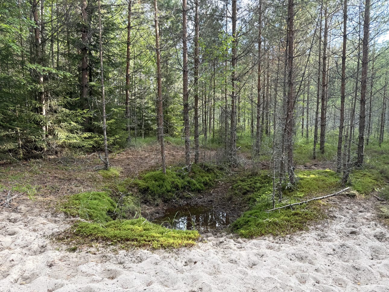 Samoilu metsässä tarjoili kolumnistillemme tämänkin yllättävän näkymän.