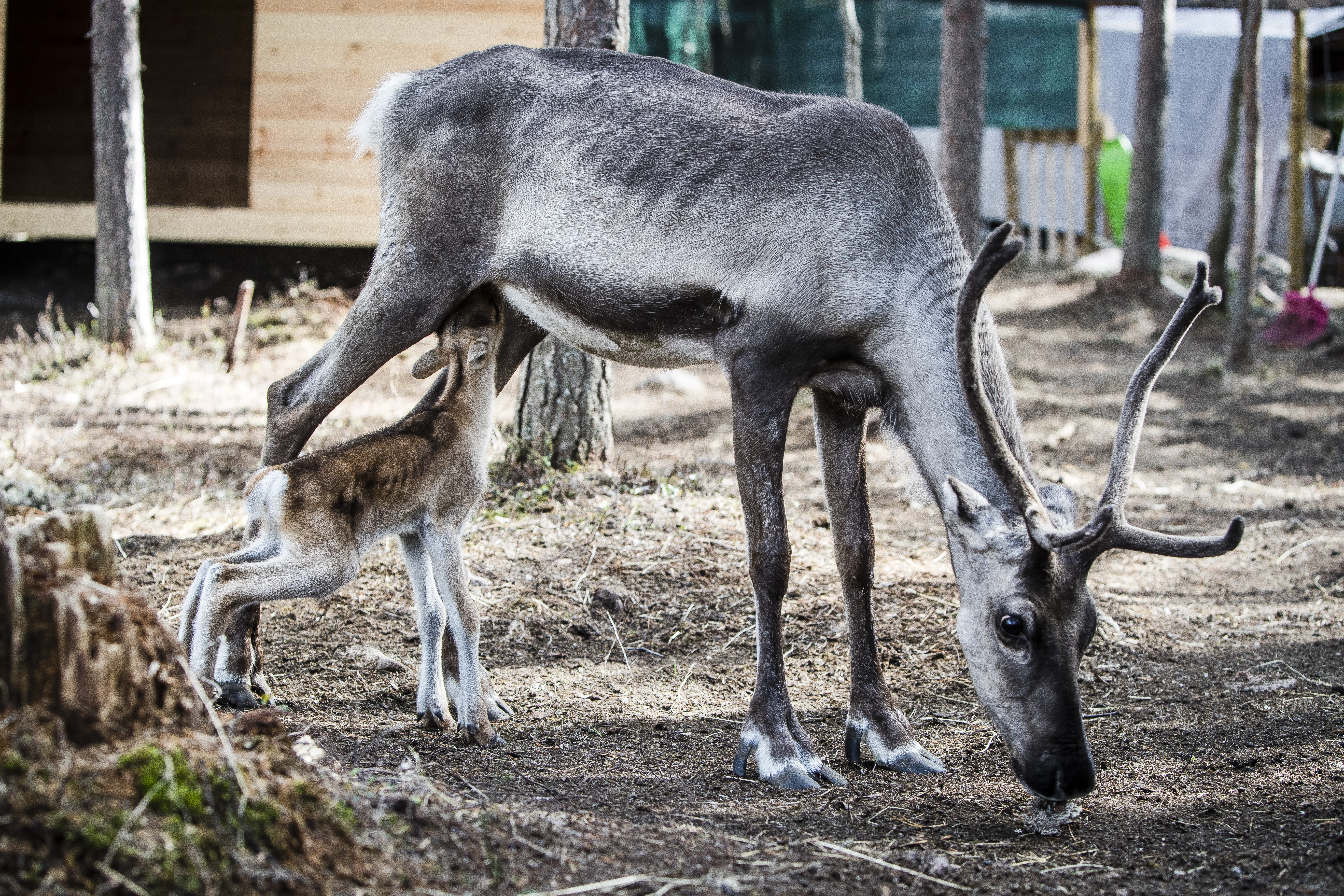 Tallitontun pihalla Rovaniemellä koettiin jättiyllätys: Hilima-poro synnytti myöhäiskesän vasan – "Se on onnekas, sillä luonnossa myöhään syntyneen vasan selviytymismahdollisuudet ovat aika huonot"