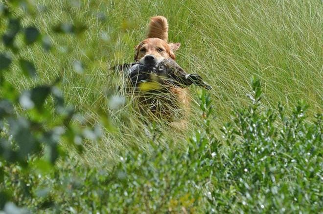 Sari Lehtonen-Lammin viisivuotias kultainennoutajauros on tottunut metsästyskaveri. Koiran avulla myös haavoittuneet linnut eli haavakot saadaan talteen. KUVA: