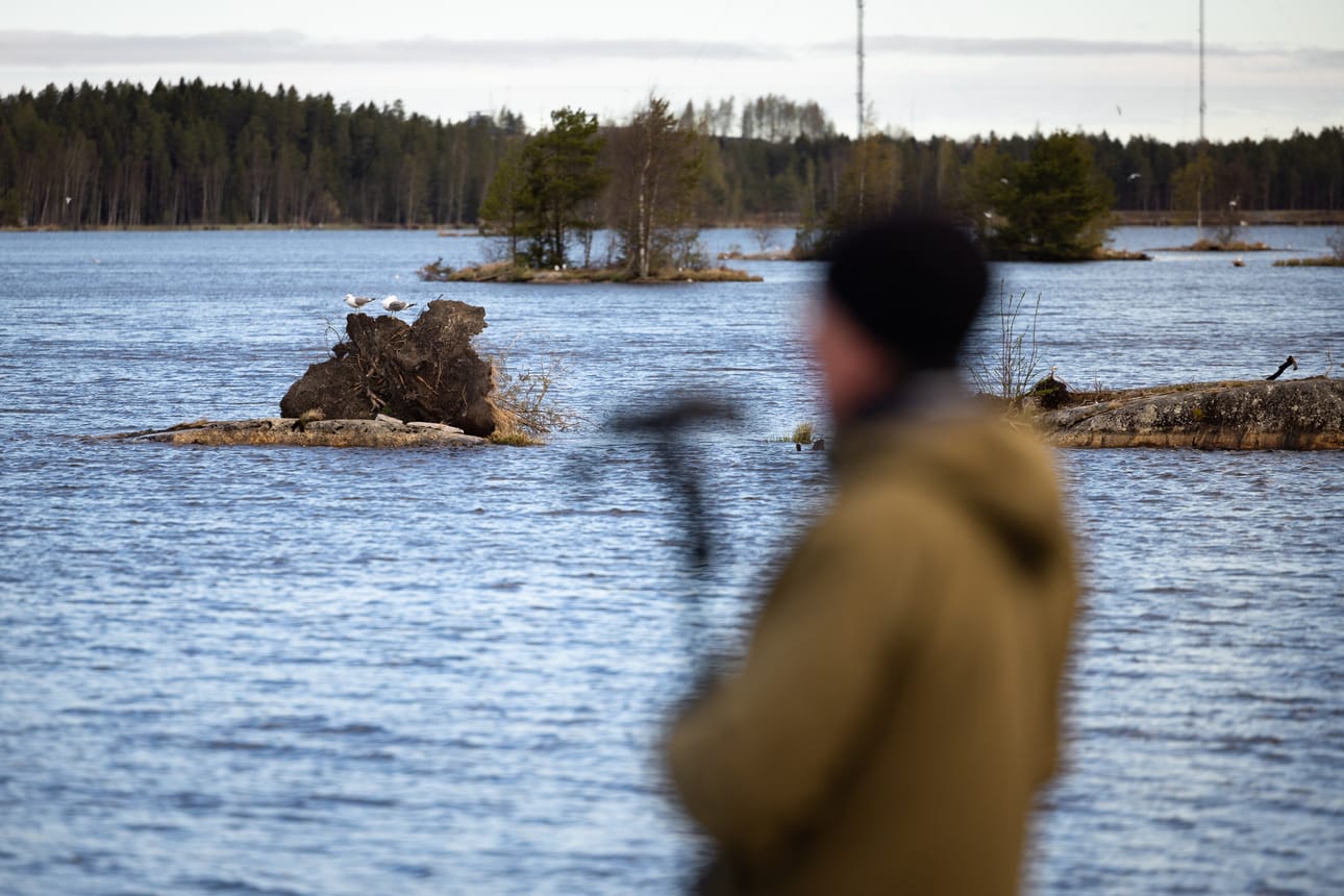 Harmaalokkien määrä on vähentynyt Seinäjoen Kyrkösjärven lintubongaajien mukaan merkittävästi. Arkistokuva.