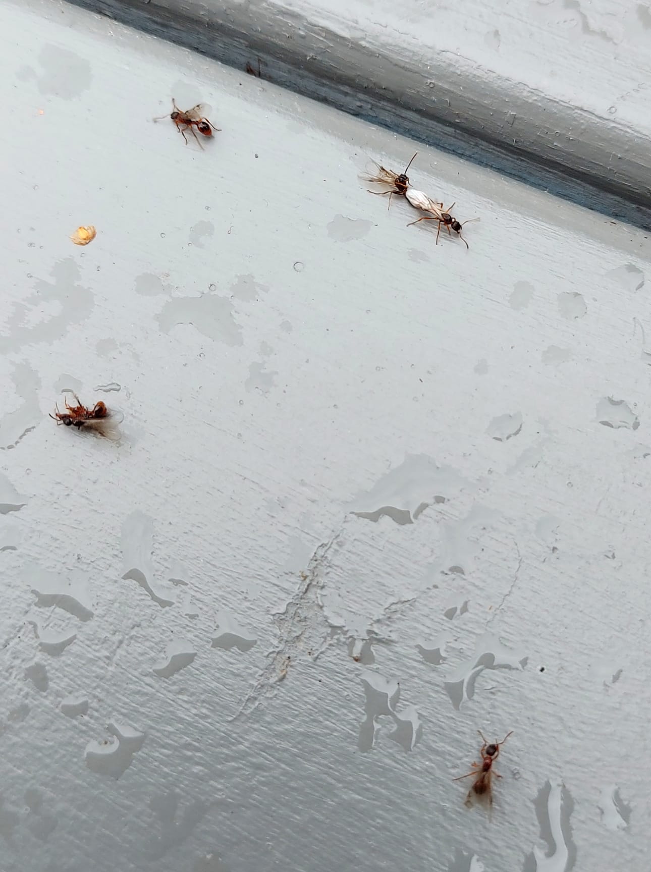 Parveilevat ötökät paljastuivat muurahaisiksi.