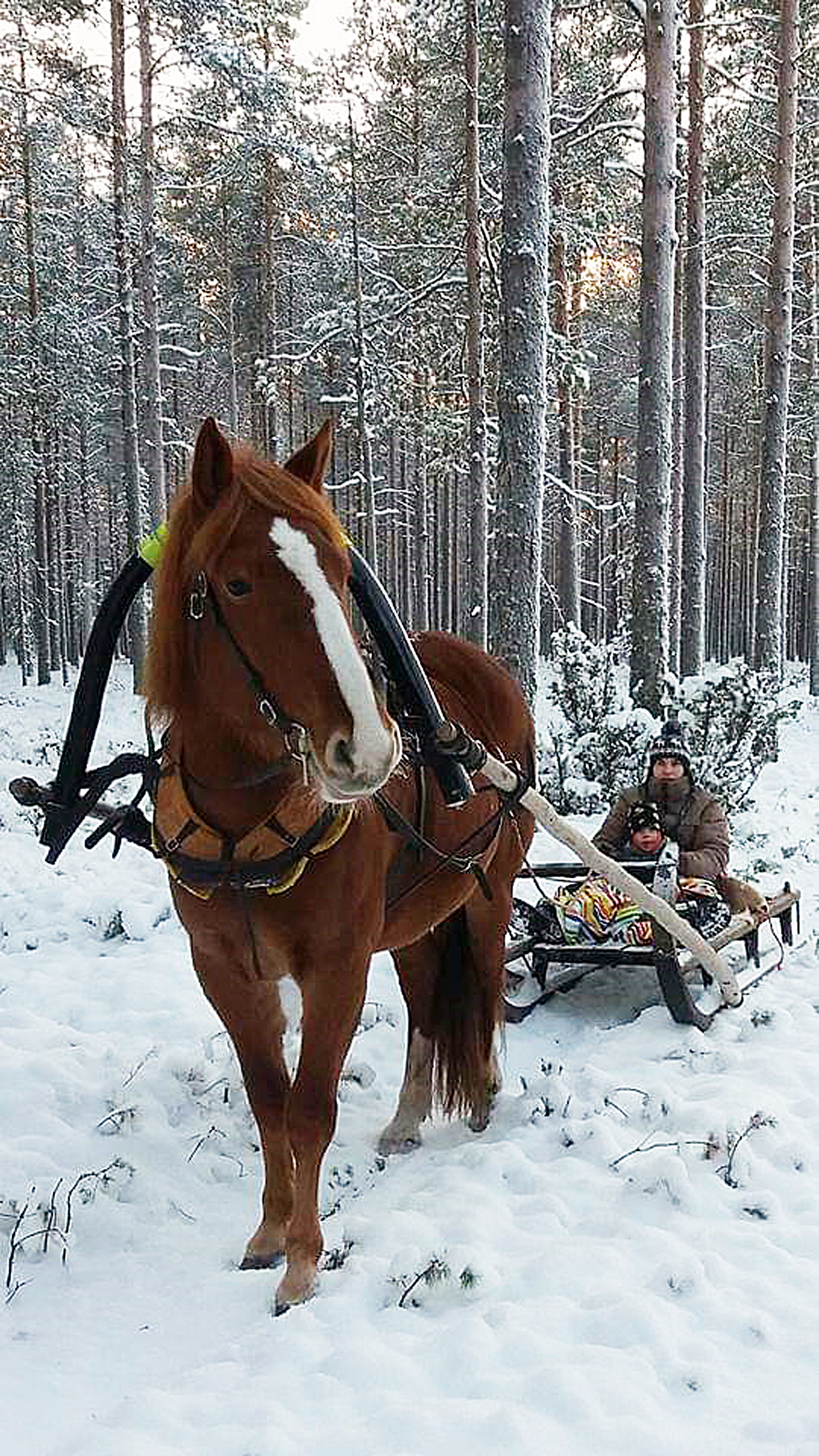 Pikku-Hilma karhitsemassa ratsastuskenttää.