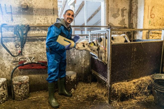 Arman Alizad ruokkii vasikkaa ja tekee muitakin navettatöitä suomalaisella maatilalla. KUVA: Sami Tuunanen/Nelonen