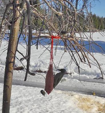 Harmaapäätikan ja vihertiukan sekoittaa helposti toisiinsa. Lintuammattilaisen mukaan tässä kyseessä on kuitenkin tavallisempi harmaapäätikka.