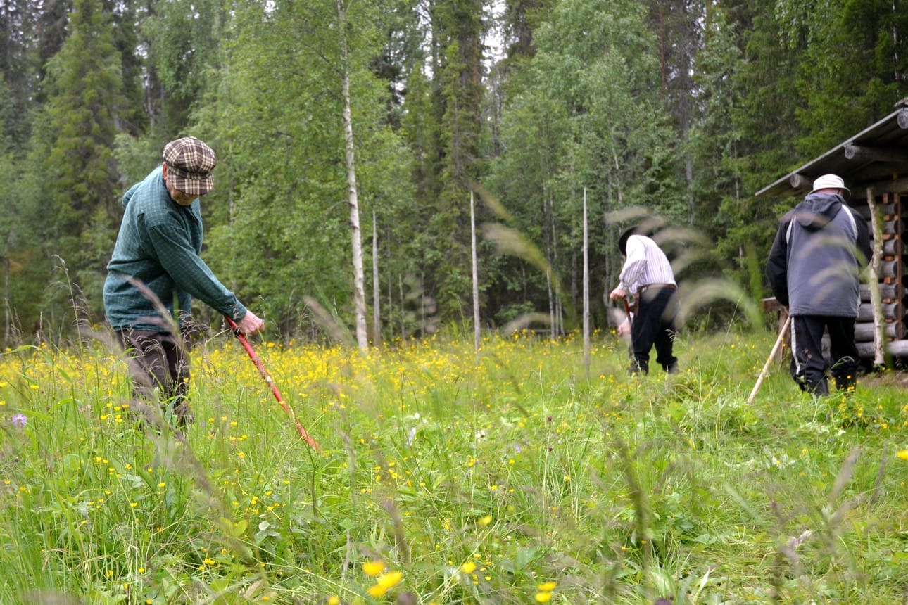 Vasaojan niityllä heinätyöt tehdään vapaaehtoisten avulla. Etualalla niittäjäkonkari Lauri Harju.