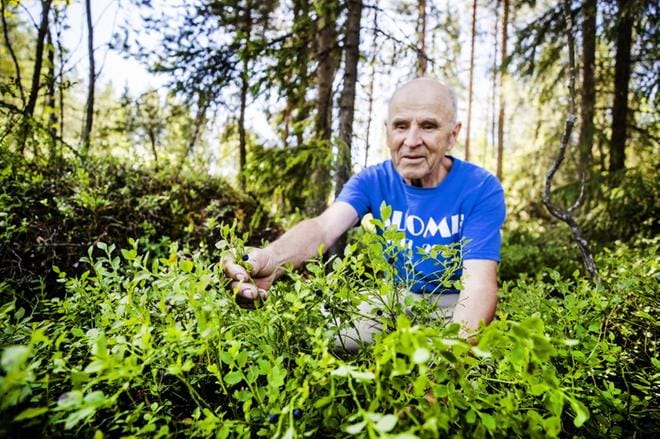 Seinäjokelainen aktiiviliikkuja ja suunnistusta harrastava Väinö Ojajärvi löysi maanantaina jo muutamia kypsiä, mutta pieniä mustikoita Kyrkösjärvelle johtavan Koskenalantien viereisestä metsiköstä. KUVAT: KRISTA LUOMA