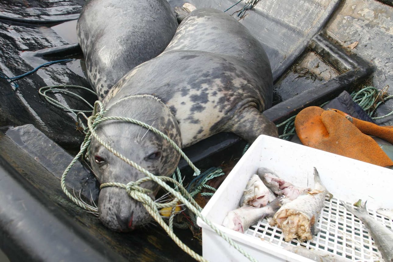 Rysään hukkunut harmaahylkeen raato ei jaksa kalastajaa ilahduttaa. "Olisipa ollut samankaan painon verran siikoja", kalastaja Mikko Viitanen harmittelee.