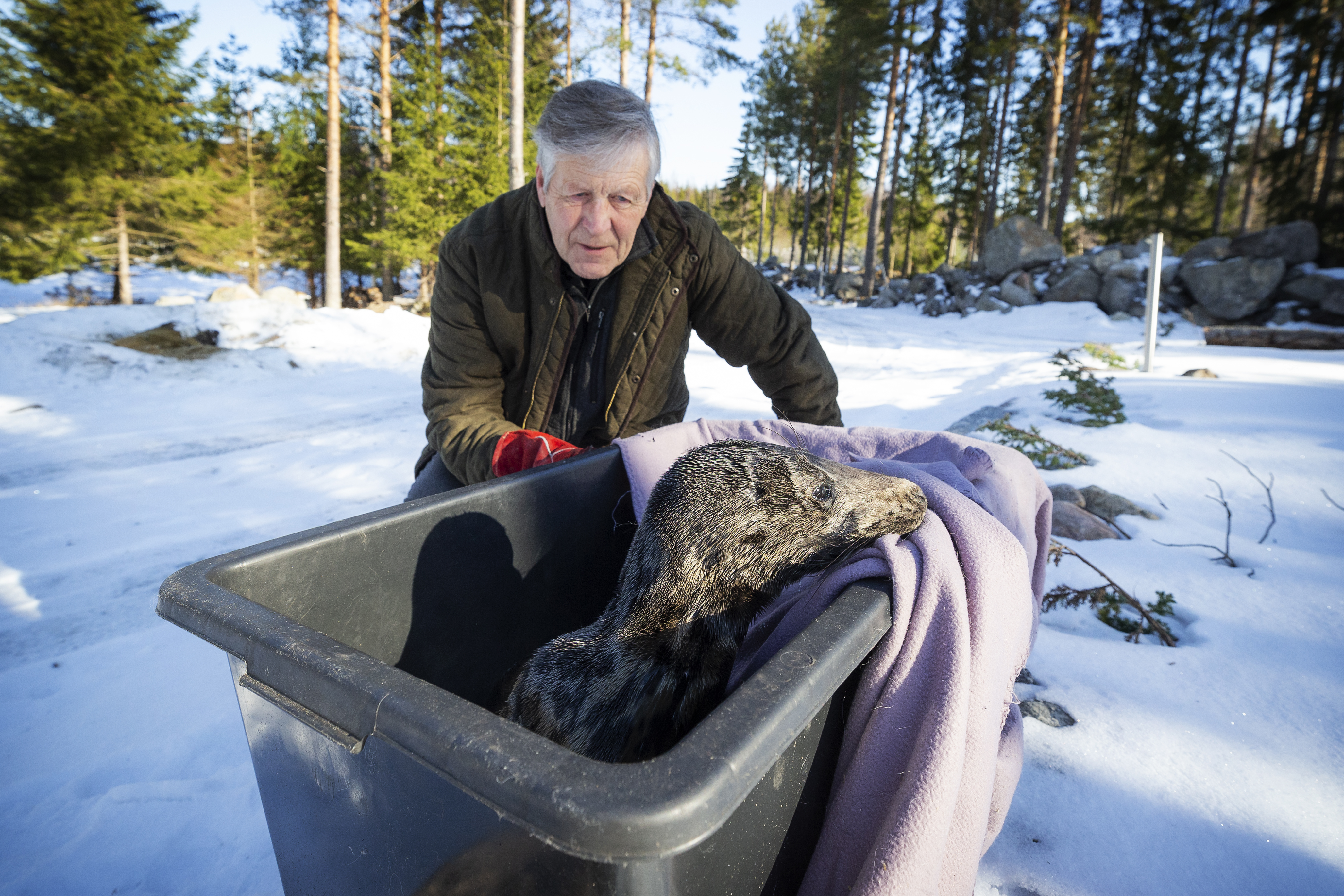 Piskuinen kuutti eksyi sataman kobolttivarastoon – Nyt pölystä pestyä  hyljenassikkaa yritetään saada syömään