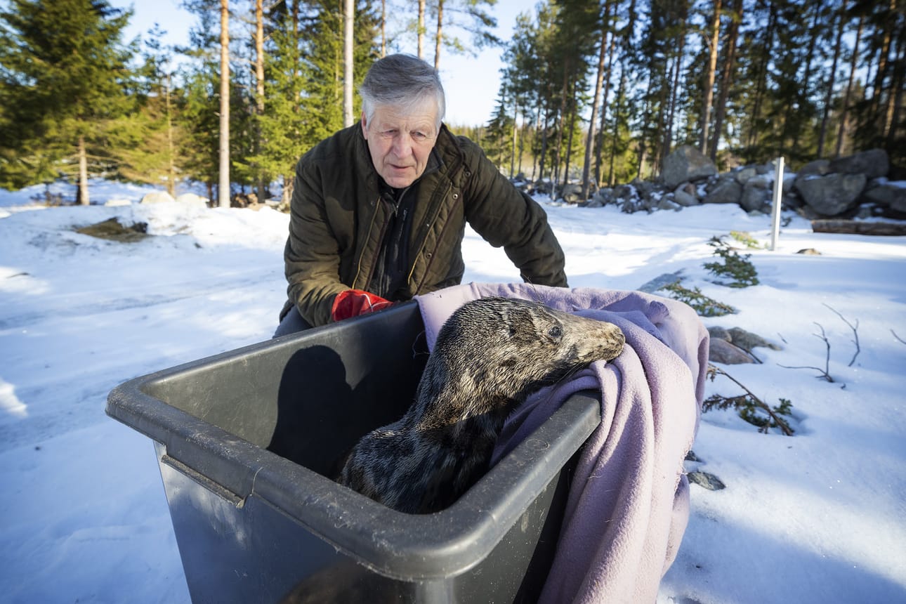 Markku Harju hoitaa tänä keväänä meren jäälle syntynyttä ja maissa eksynyttä hylkeenpoikasta.