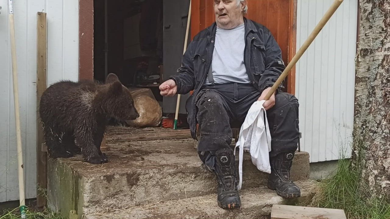 Kuusamon Suurpetokeskuksen pikkukarhu nauttii mutakylvystä ja uimisesta – katso video pennusta ja Sulo Karjalaisesta
