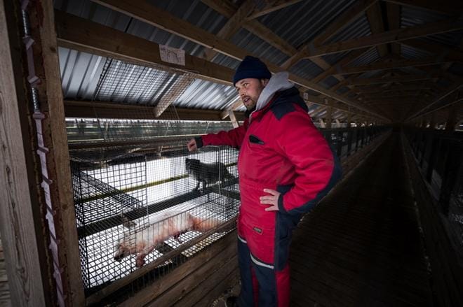 Susi tunkeutui Fredrik Hillin kettutarhalle Oravaisissa Kimossa kahdesti tänä keväänä. Se tappoi useita kettuja. Nyt suden kaatamiseksi on annettu poikkeuslupa. Arkistokuva: Jarno Pellinen