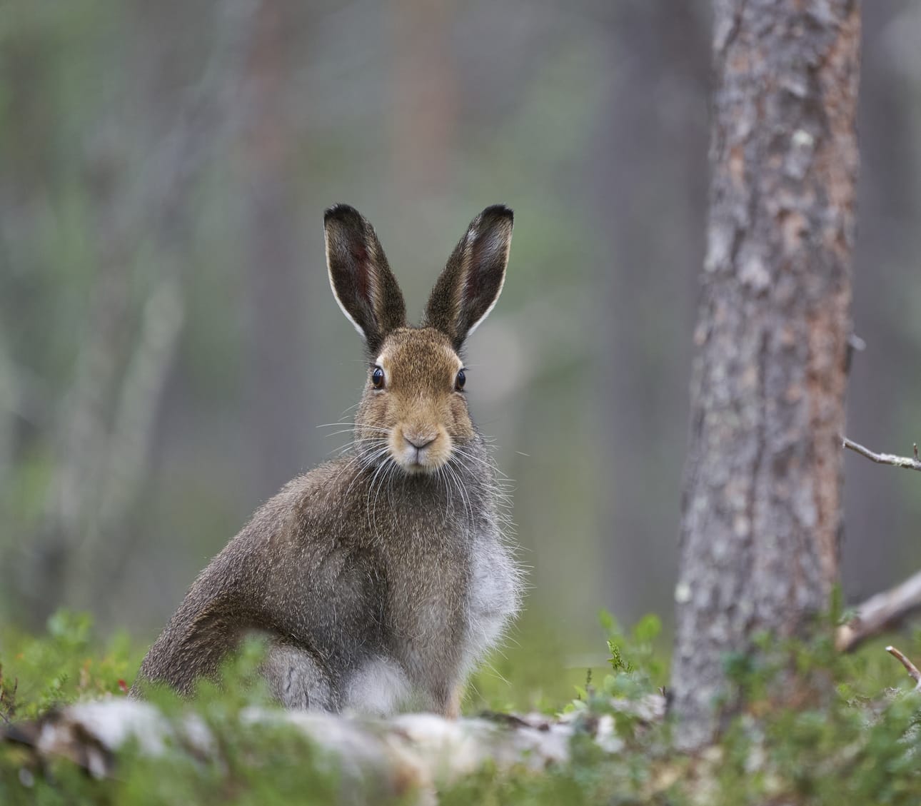 Eija Kujansuun mielestä metsäjäniksellä on aivan väärä latinankielinen nimi. Hänen kuvaamansa jänikset eivät ole arkoja jänistäjiä, vaan uteliaita ja älykkäitä otuksia.