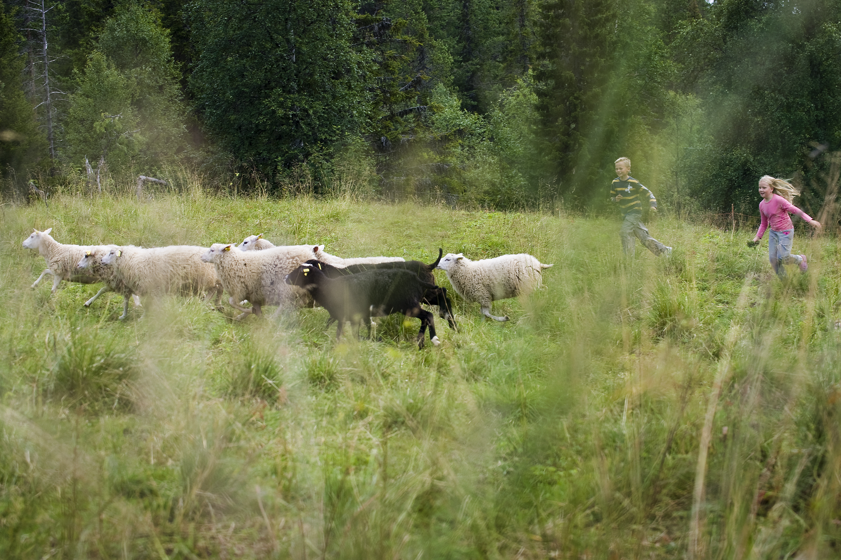 Supersuosittuja paimenviikkoja haetaan taas – mummolanostalgia houkuttaa