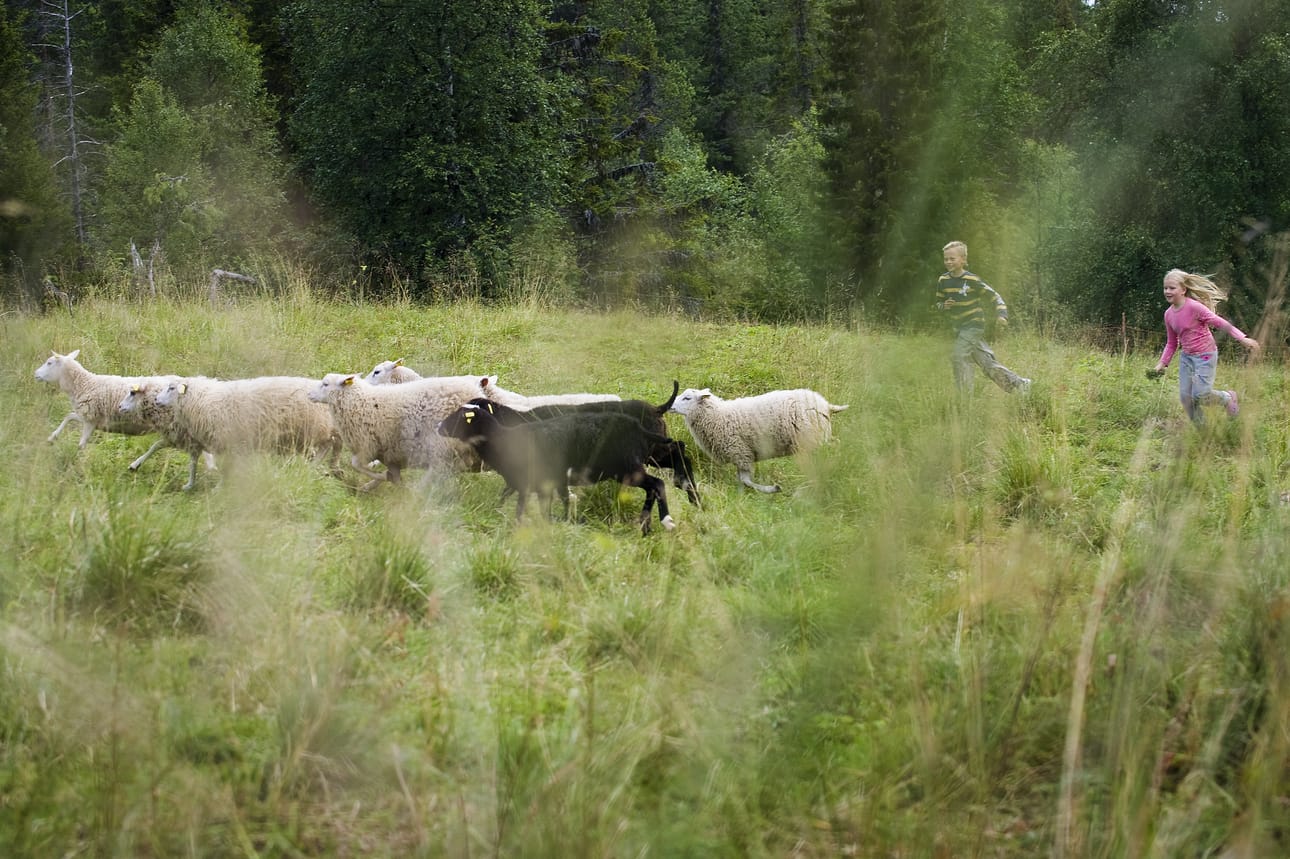 Mummolatyylinen nostalgia houkuttelee lammaspaimeniksi. Arkistokuva Närängästä.