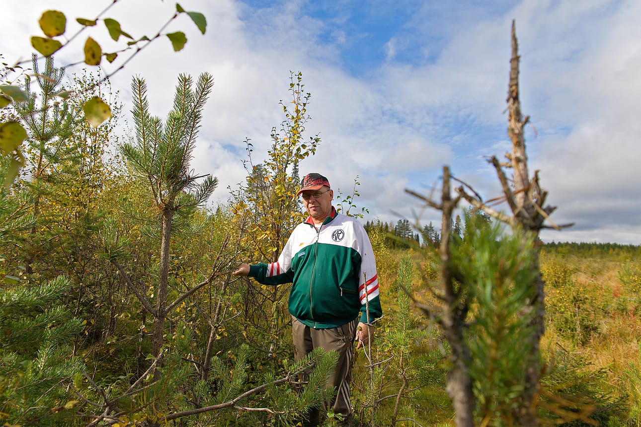 Oiva Koskela esittelee metsäpalstansa kituliaita pikkumäntyjä. Hirvet ovat kalunneet puustoa säännöllisesti ja paikoin perusteellisesti.