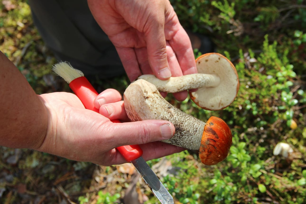 Nämä tatit ovat noin 2–3 päivän ikäisiä. Ennen poimintaa oli satanut jonkin verran ja lämpöä riitti, mikä tarkoittaa, että sienet ovat kasvaneet nopeasti. Jalka voi olla paljon ohuempi, ja sienen rakenne vetisempi. Kun kasvu on nopeaa, sienisääsken toukatkaan eivät ehdi apajille.